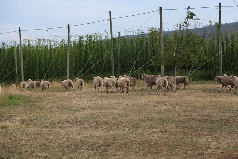 Барашки